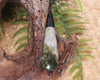 Roimata Teardrop carved from Hapopo Pounamu - NZ Greenstone