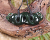 Pekapeka Pendant carved from Kawakawa Pounamu - NZ Greenstone