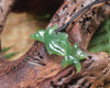 Dolphin or Aihe Pendant - Hapopo Pounamu - NZ Greenstone