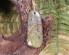 Hapopo Pounamu Toki