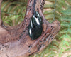 Manaia carved from Kawakawa Pounamu - NZ Greenstone