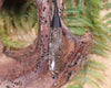 Roimata pendant carved from Smokey Quartz