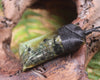 Hapopo Pounamu Toki - NZ Greenstone