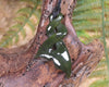 Whale Tail carved from Rimu Pounamu - NZ Greenstone