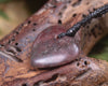 Heart carved from Rhodonite 