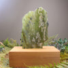 Freeform Tangiwai Pounamu Sculpture set on a wooden base - NZ Greenstone