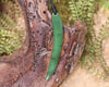 Huia Beak Pendant carved from Hapopo Pounamu - NZ Greenstone