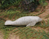 Whale Bone Seal Sculpture