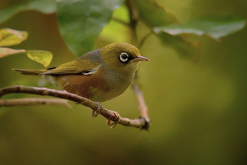 Terianne special order