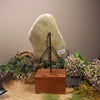 Freeform Kokopu Pounamu Sculpture with a wooden base - NZ Greenstone